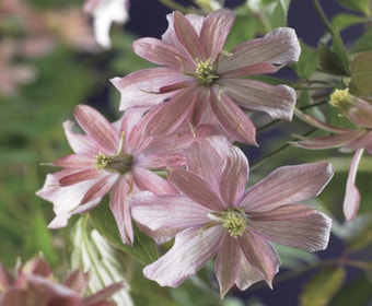 Waldrebe (Clematis montana 'Broughton Star')