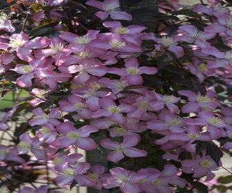 Waldrebe (Clematis montana 'Freda')