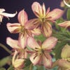 Waldrebe (Clematis montana 'Marjorie')