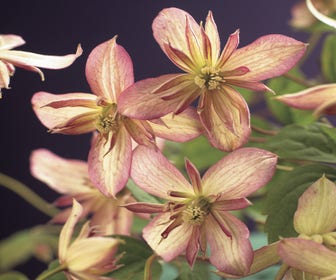 Waldrebe (Clematis montana 'Marjorie')