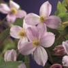 Waldrebe (Clematis montana 'Mayleen')