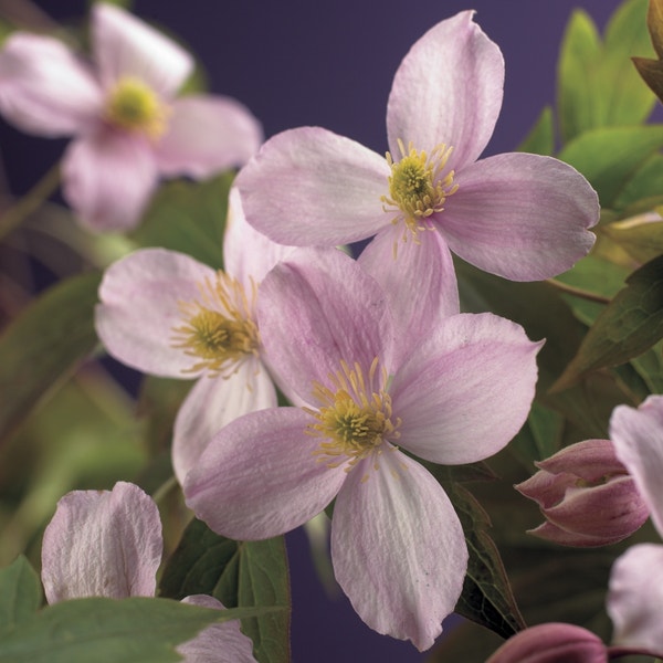 Waldrebe (Clematis montana 'Mayleen')