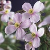 Waldrebe (Clematis montana 'Rubens')