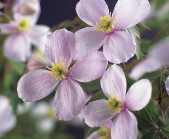 Waldrebe (Clematis montana 'Rubens')