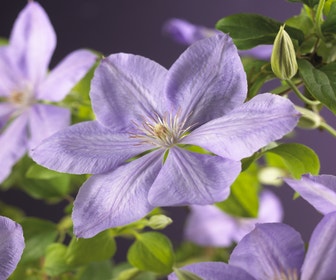 Waldrebe (Clematis 'Mrs Cholmondeley')