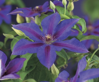 Waldrebe (Clematis 'Mrs N thompson')