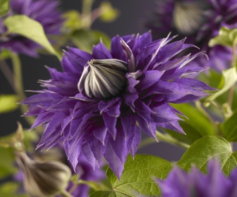 Waldrebe (Clematis 'Multi Blue')
