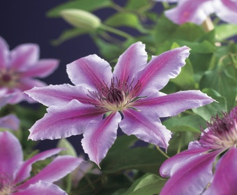 Waldrebe (Clematis 'Nelly Moser')
