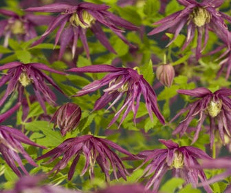 Waldrebe (Clematis 'Octopus')