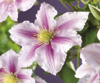 Waldrebe (Clematis 'Piilu')