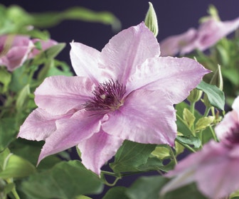 Waldrebe (Clematis 'Pink fantasy')