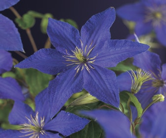 Waldrebe (Clematis 'Rhapsody')