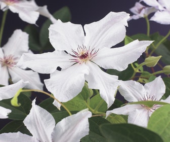 Waldrebe (Clematis 'Snow Queen')