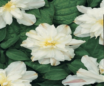 Waldrebe (Clematis 'Sylvia Denny')