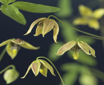 Waldrebe (Clematis tangutica 'My Angel')