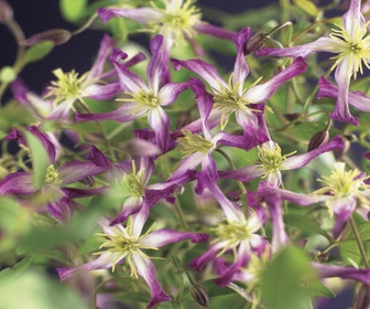 Waldrebe (Clematis triternata 'Rubromarginata')