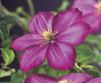 Waldrebe (Clematis 'Ville de Lyon')