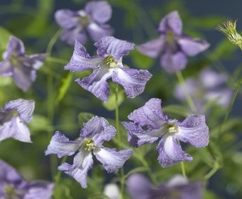 Waldrebe (Clematis viticella 'Betty Corning')