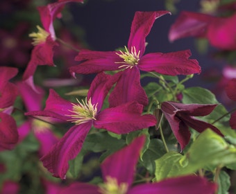 Waldrebe (Clematis viticella 'Madame Julia Correvon')