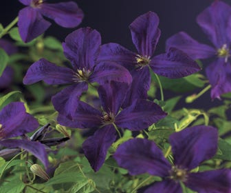 Waldrebe (Clematis 'Polish Spirit')