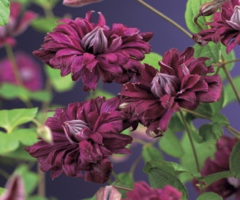 Waldrebe (Clematis viticella 'Purpurea Plena Elegans')
