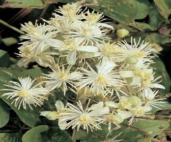 Waldrebe (Clematis vitalba)