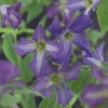 Waldrebe (Clematis viticella)