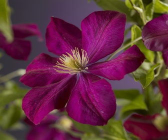 Waldrebe (Clematis 'Voluceau')
