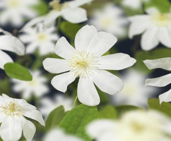 Waldrebe (Clematis 'Wada's Primrose')