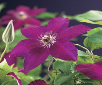 Waldrebe (Clematis 'Westerplatte')