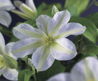 Waldrebe (Clematis 'Yukikomachi')