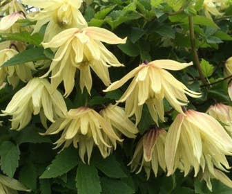 Waldrebe (Clematis 'Amber')
