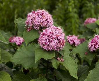 Erdnussbaum (Clerodendrum bungei)