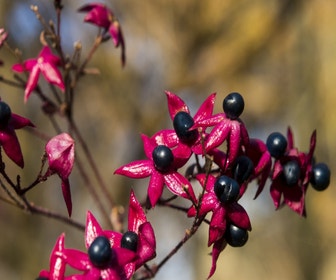 Erdnussbaum (Clerodendrum trichotomum fargesii)