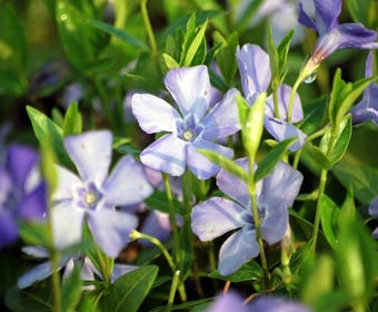 Immergrün (Vinca minor 'La Grave' )