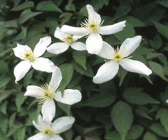 Waldrebe (Clematis montana 'Alba')