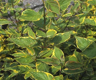 Hartriegel (Cornus alba 'Gouchaultii')