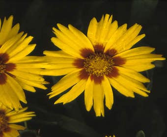 Mädchenaugen (Coreopsis grandiflora 'Sonnenkind')