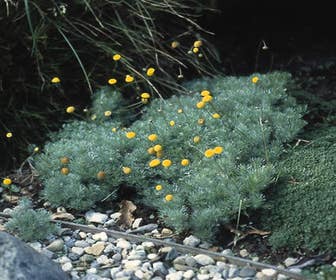 Federmoos (Cotula hispida)