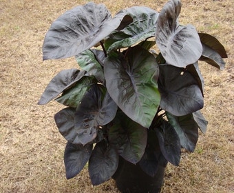 Elefantenohr (Colocasia esculenta 'Kona Coffee')