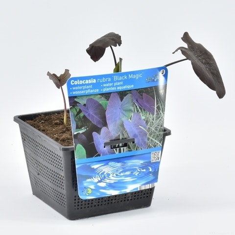 Colocasia rubra 'Black Magic'