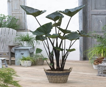 Elefantenohr (Colocasia esculenta 'Tea Cup')