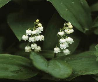 Maiglöckchen (Convallaria majalis)