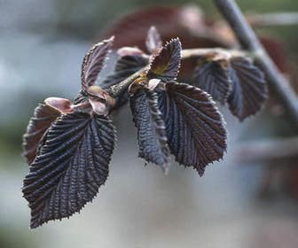 Rote Hasel (Corylus maxima 'Purpurea')
