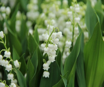 Maiglöckchen (Convallaria majalis 'Bridal Choice')
