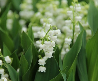 Maiglöckchen (Convallaria majalis 'Bridal Choice')