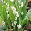Maiglöckchen (Convallaria majalis 'Prolificans')