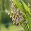 Maiglöckchen-Zwiebel (Convallaria majalis 'Rosea')