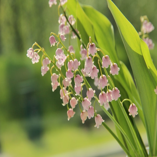 Maiglöckchen-Zwiebel (Convallaria majalis 'Rosea')