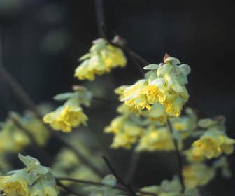 Zaubernuss (Corylopsis pauciflora)